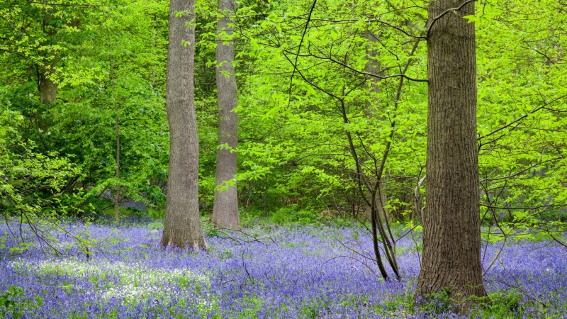多款尺寸可选！清新自然灌木林风景电脑壁纸
