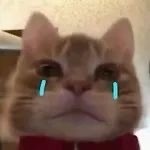 超火歪嘴小猫表情包合集，斗图必备