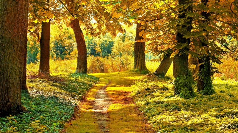 秋日林间公路风景 适配多尺寸电脑桌面壁纸