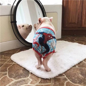 软萌拉满！12组猫狗情侣头像 一对两张超治愈