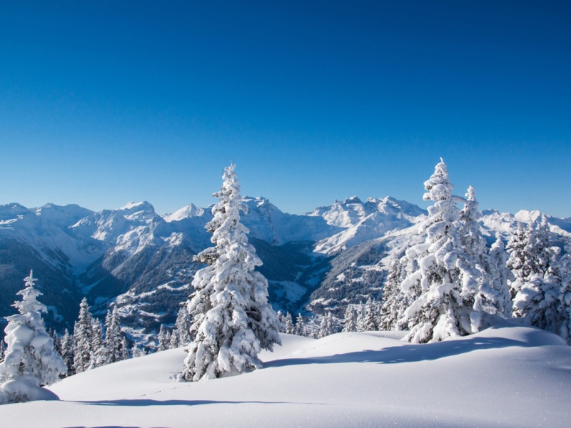 冬日雪山云杉风景电脑壁纸