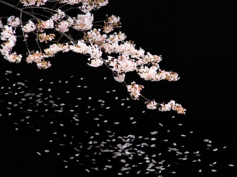 超治愈樱花风景电脑壁纸 适配多种屏幕尺寸