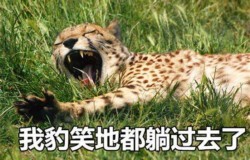 这套“非常豹笑”表情包，简直是快乐源泉