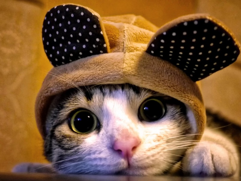 软乎乎的萌猫壁纸！高清可爱猫咪电脑桌面背景合集