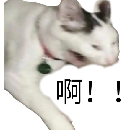 好用的奇怪猫猫狗狗斗图表情包合集