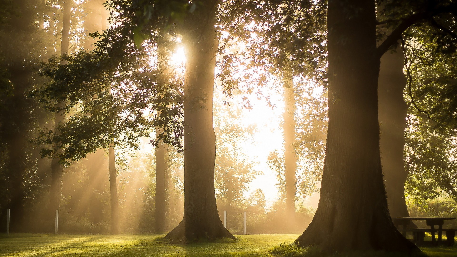 上午林间草地风景 超适合当电脑桌面的动漫风壁纸