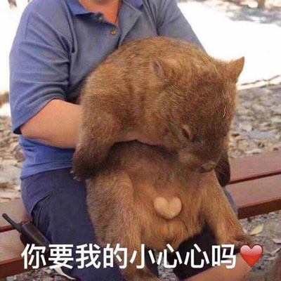 狗子版撩人小心心表情包来啦