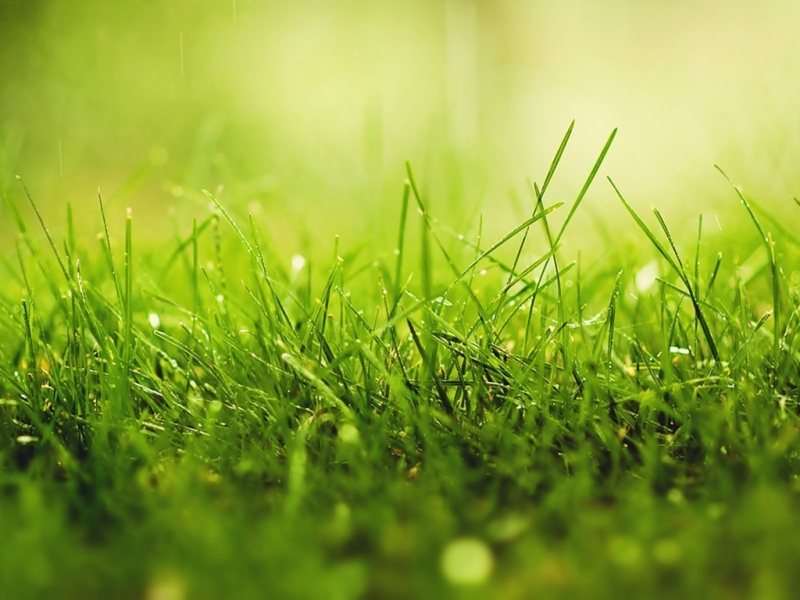 清新草绿带露水的电脑桌面动漫风景壁纸