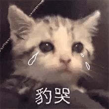 聊天必备！哭泣表情包合集整理好了