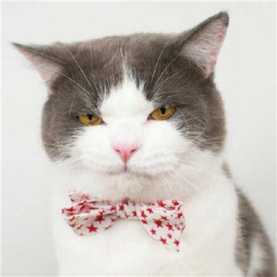 猫咪情侣头像一左一右！20张高清可爱的配对头像合集