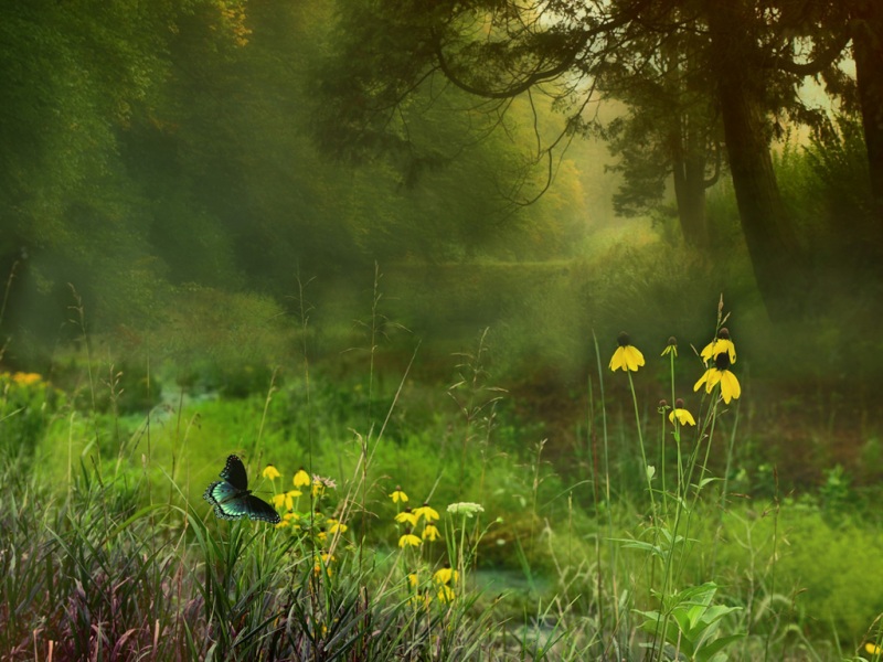 夏日森林绿意壁纸合集：花草蝴蝶治愈自然风景