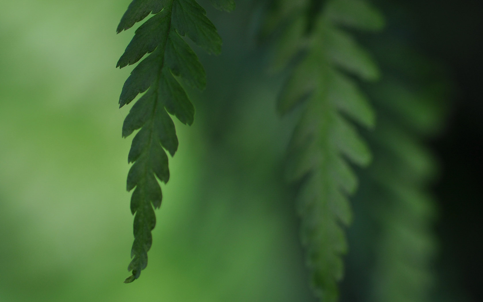 绿色植物主题电脑桌面壁纸推荐