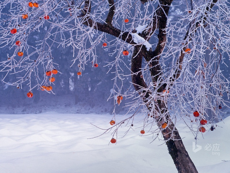 冬日雪后柿子树风景壁纸