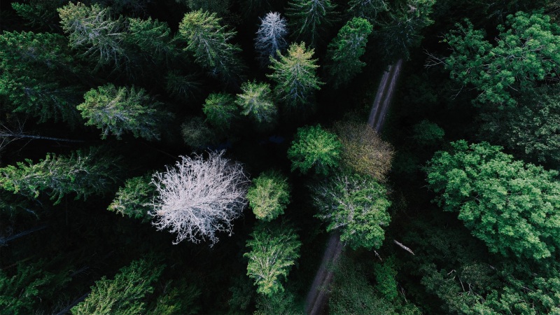 俯瞰绿意森林公路的2K风景壁纸