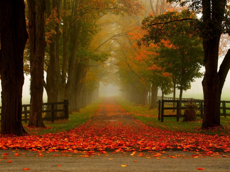 秋日林间公园壁纸合集