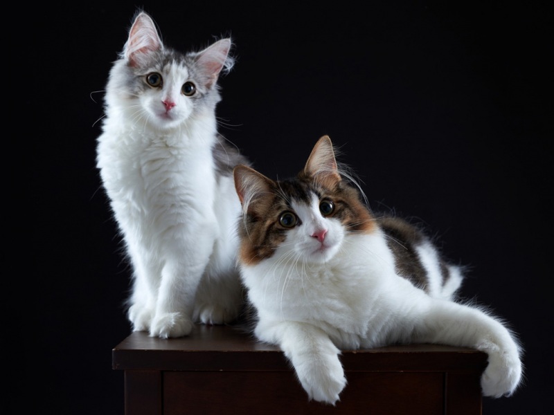 纯白情侣猫咪电脑桌面壁纸