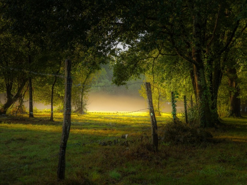 带雾的林间公园草地 高清电脑动漫风景壁纸