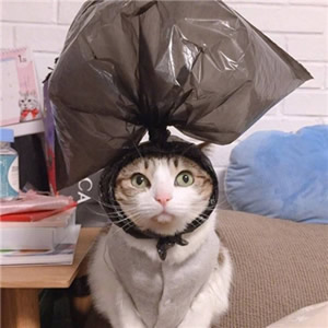 超萌猫咪情侣头像！一左一右超适配的一对两张头像合集来啦