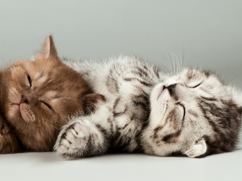 两只小猫瘫着睡觉卖萌！超治愈电脑桌面壁纸安排上