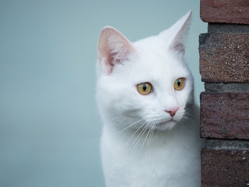 墙角凝望的白猫 超适合当电脑桌面的高清动物壁纸