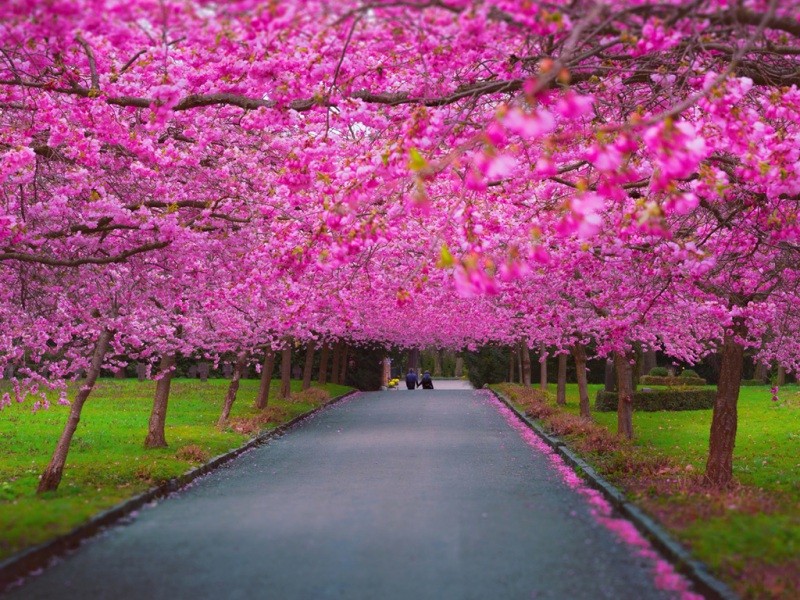 早春紫薇粉花小道壁纸来了