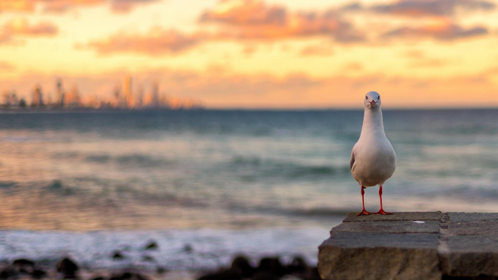海边日落海鸥风景 多款尺寸电脑桌面壁纸推荐