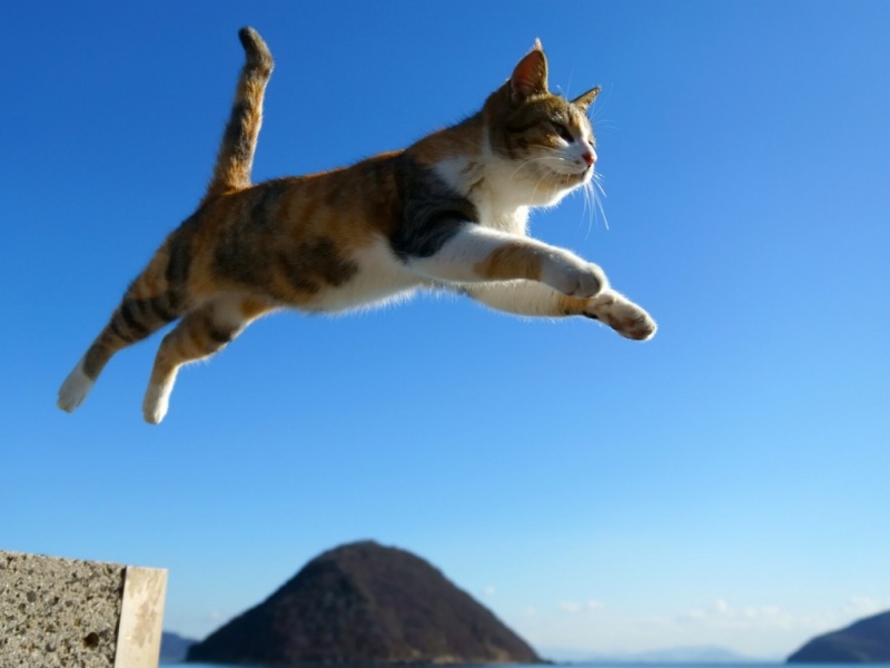 超治愈！猫咪跃动天空的电脑桌面壁纸来了