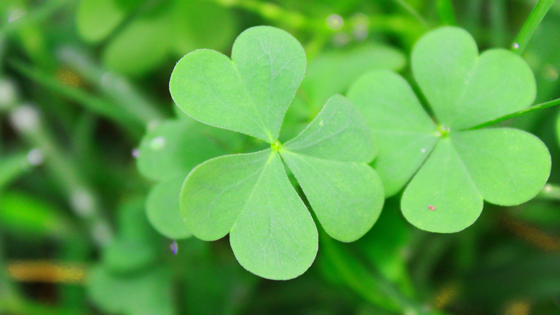 护眼又治愈！苜蓿三叶草绿叶自然风电脑桌面壁纸