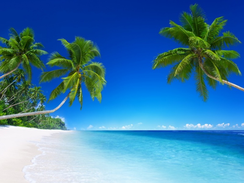 治愈海边风景！带绿色棕榈的沙滩海岸电脑动漫壁纸