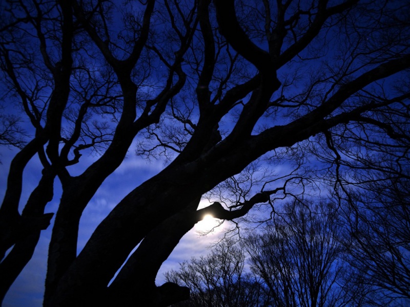 夜晚星月树木风景壁纸推荐