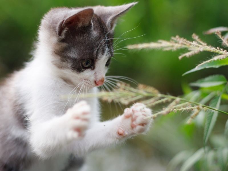 夏日治愈小猫壁纸！软乎乎爪子配专注神态太戳人