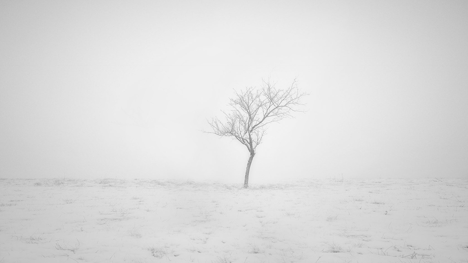 冬雪孤树电脑桌面壁纸 冬日氛围感拉满的风景壁纸