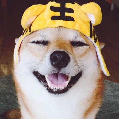 14组搞怪猫狗情侣头像 一对两张高清图来啦