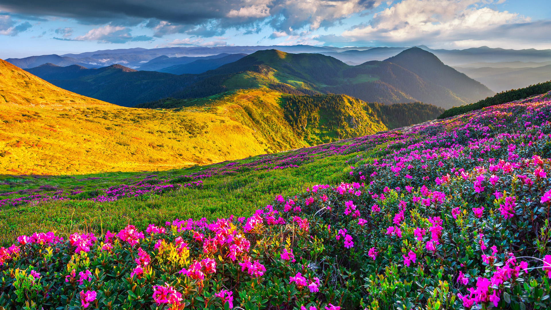 山草地配粉花！超治愈电脑动漫风景壁纸合集