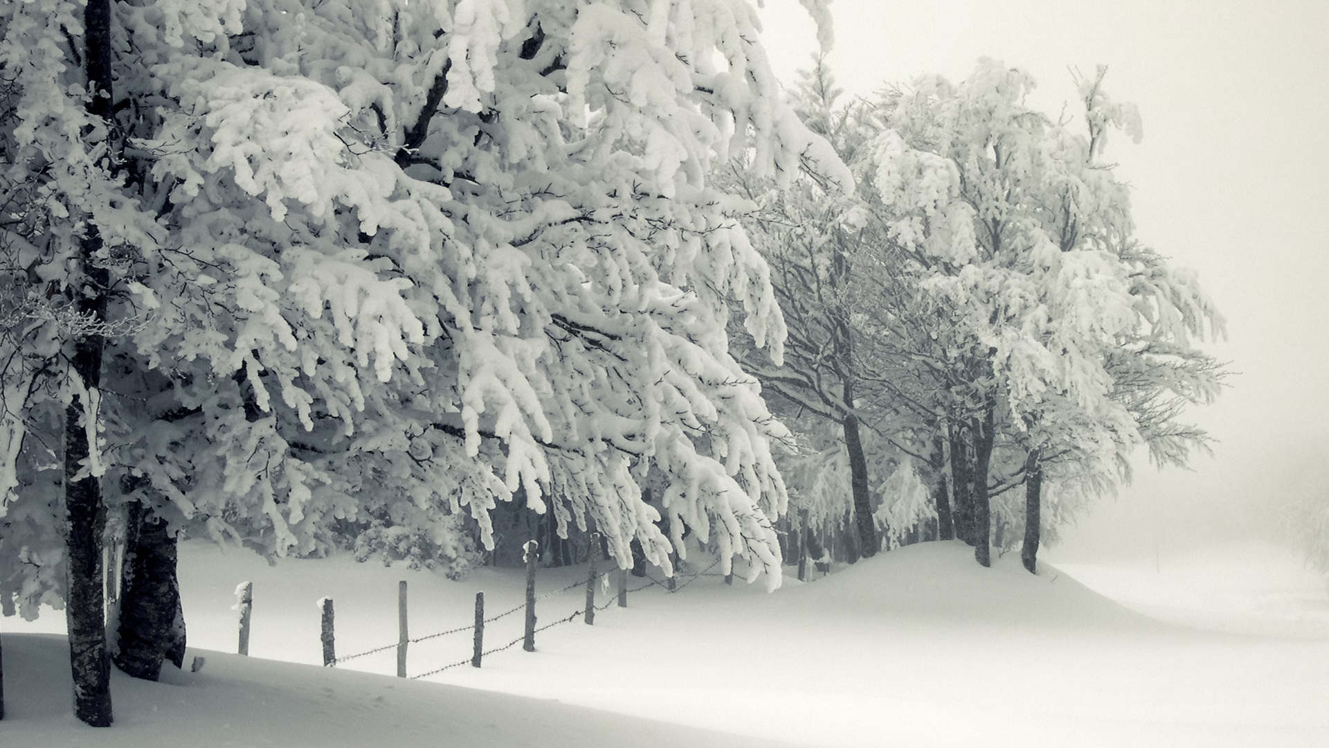 冬日雪后树栅栏风景电脑动漫壁纸