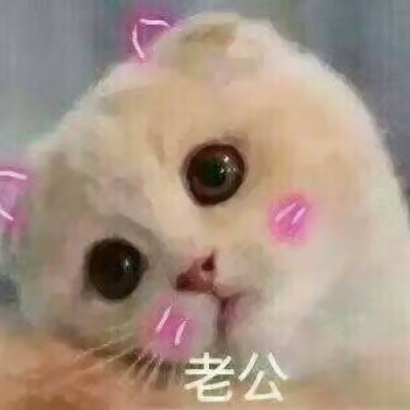 20张超萌情侣猫咪头像 抖音同款高清可爱头像合集