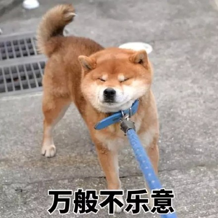 超实用柴犬斗图表情包合集