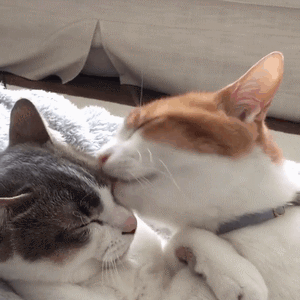 快来吸猫！这套Riepoyonn喵星人猫片表情包太治愈了