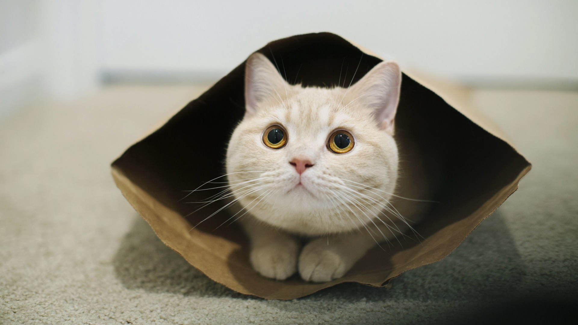 这款带纸袋的胖猫猫壁纸太治愈了！