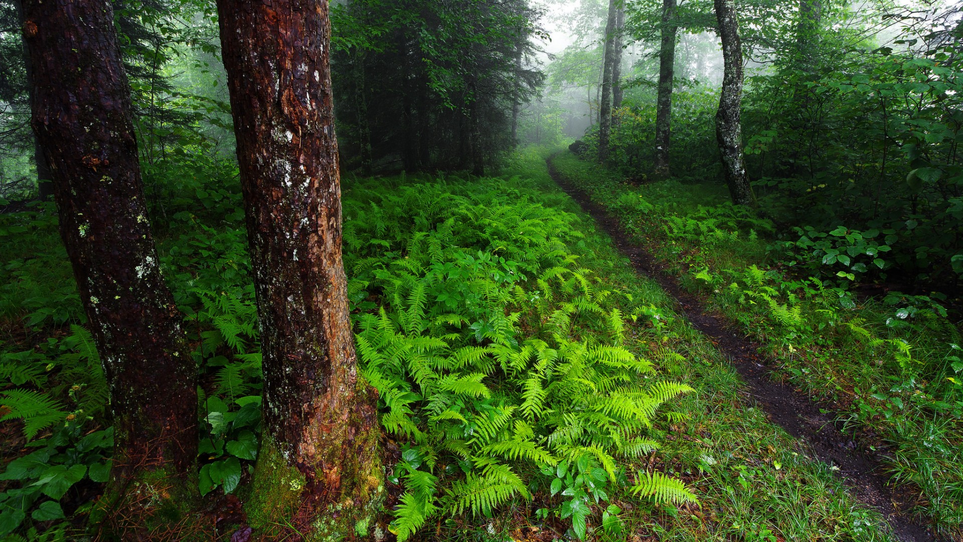 森林小路绿植自然风景高清壁纸推荐