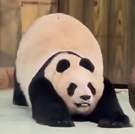 聊天斗图没文字？这款无字表情包合集超好用