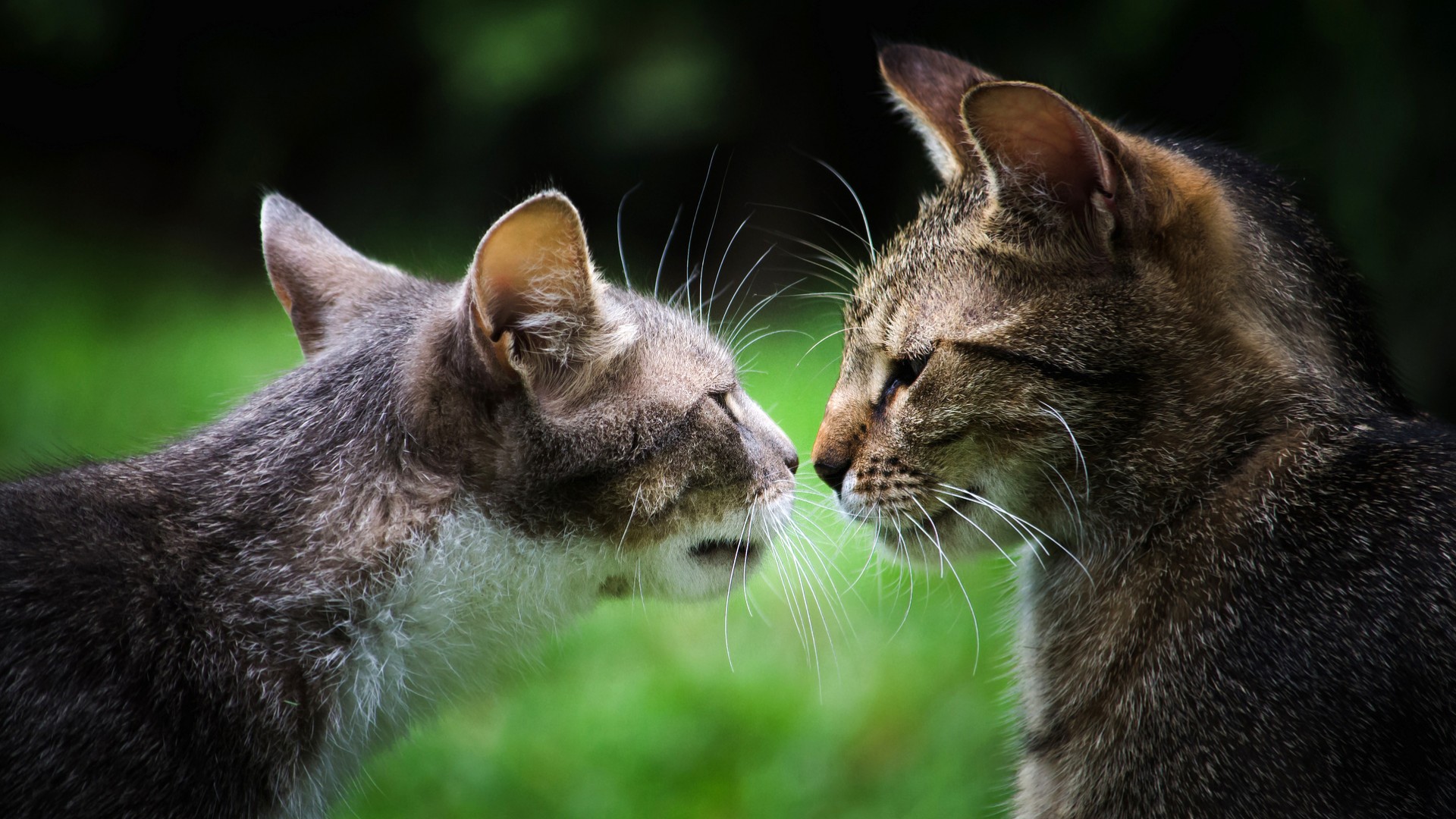 两只灰猫像情侣一样对视接吻 可爱猫咪高清壁纸