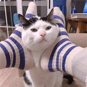 超萌猫咪情侣头像！一左一右超适配的一对两张头像合集来啦