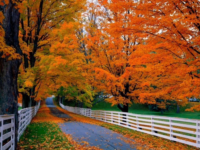 秋日山间红叶漫道！超美电脑桌面动漫风壁纸来啦