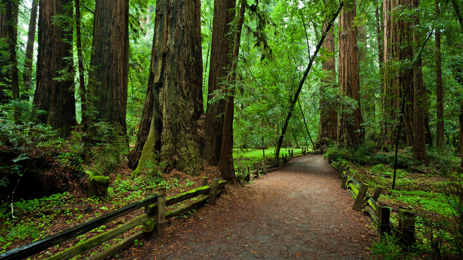 护眼治愈！原始森林公园风景电脑桌面壁纸合集