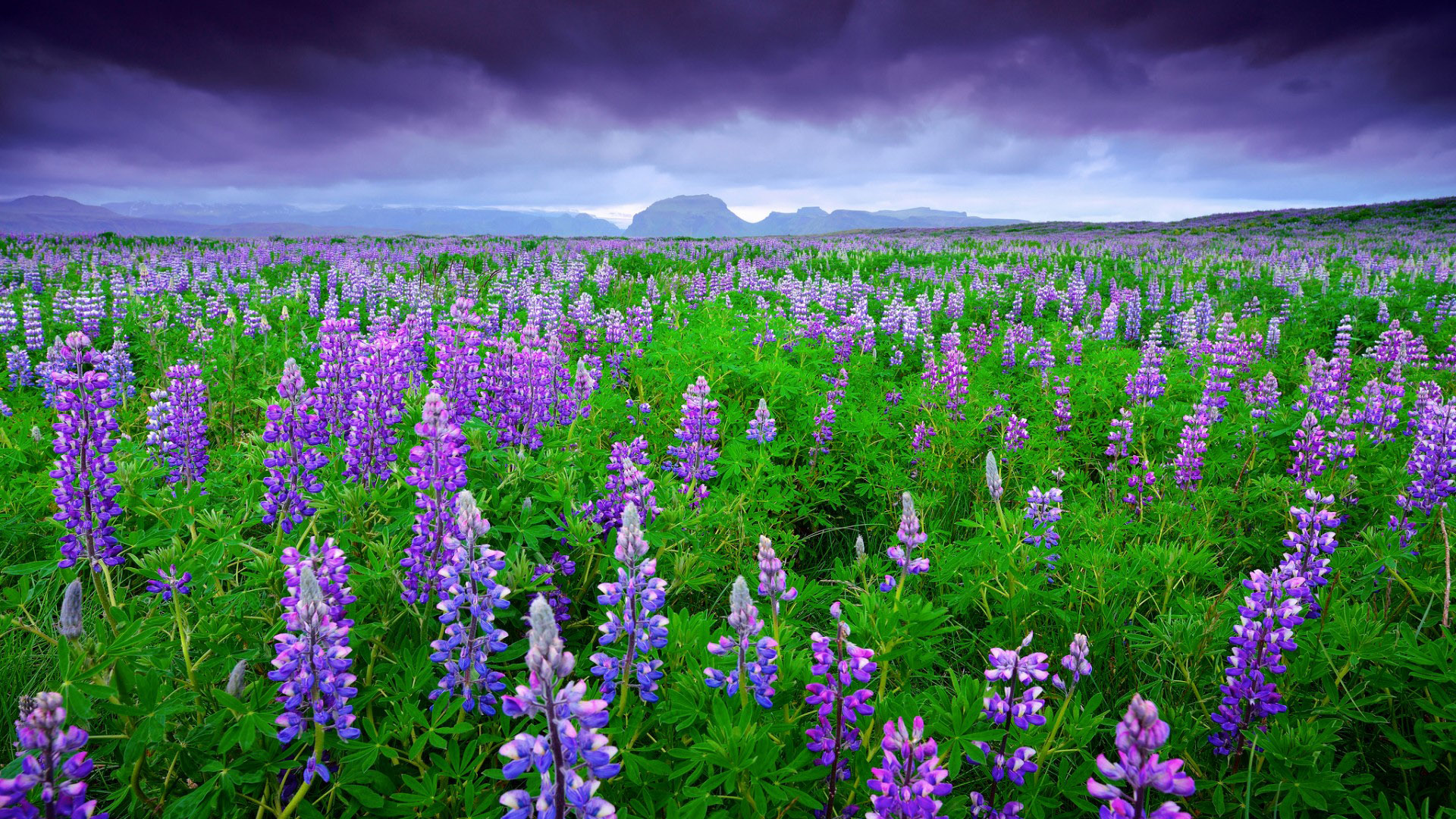 冰岛羽扇豆风景电脑桌面壁纸上新啦