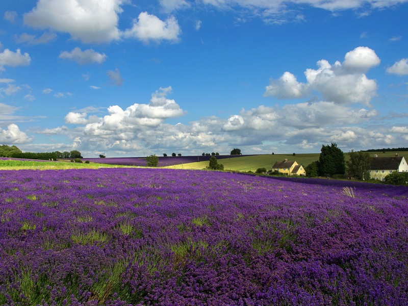 治愈感拉满！带房子鲜花的山野风景电脑壁纸合集