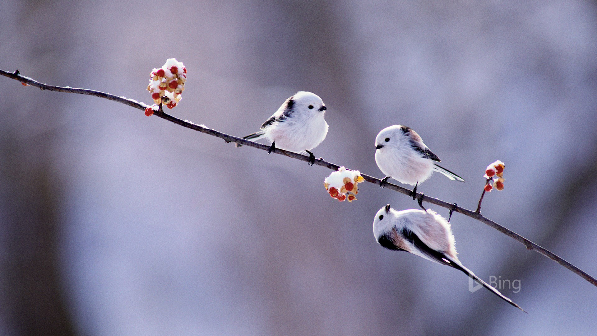 长尾山雀电脑高清壁纸来啦 动漫动物款直接用