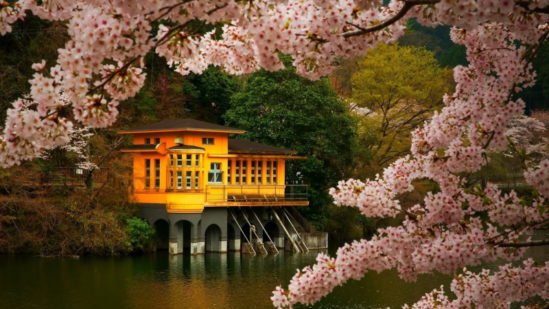 樱花风景高清电脑动漫壁纸 多款尺寸可选