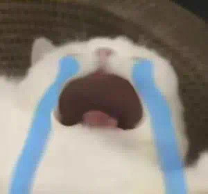 猫咪哭泣流泪猫猫头表情包合集来啦